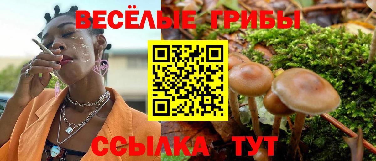 Псилоцибиновые грибы Psilocybine cubensis Тольятти